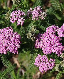 Achillea m. 'Lilac Beauty' Pot 9 cm