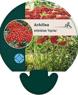 Achillea m. 'Paprika' Pot 9 cm