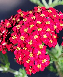 Achillea m. 'Paprika' Pot 9 cm