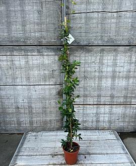 Trachelospermum jasminoides Pot 3 Liter 150 - 175 cm