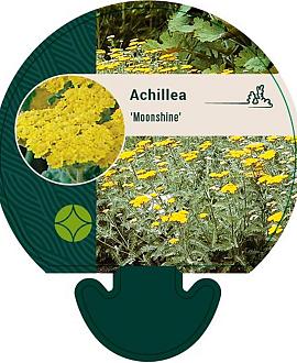 Achillea 'Moonshine' Pot 9 cm