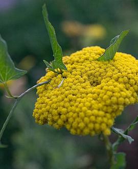 Achillea 'Moonshine' Pot 9 cm