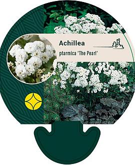 Achillea ptarmica 'The Pearl' Pot 9 cm