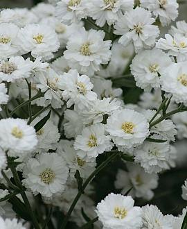 Achillea ptarmica 'The Pearl' Pot 9 cm