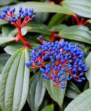 Viburnum davidii Pot 2 Liter