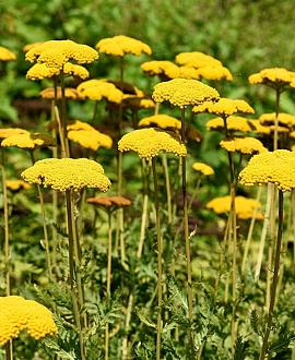 Achillea 'Taygetea' Pot 9 cm