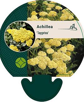 Achillea 'Taygetea' Pot 9 cm