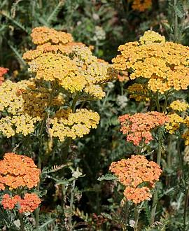 Achillea 'Terracotta' Pot 9 cm