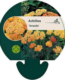 Achillea 'Terracotta' Pot 9 cm