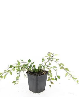 Vinca minor 'Atropurpurea' Pot 9 cm