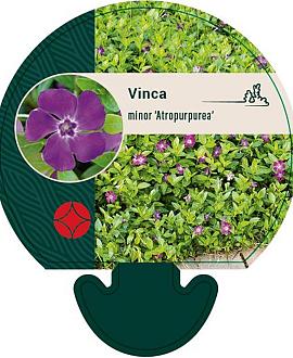 Vinca minor 'Atropurpurea' Pot 9 cm
