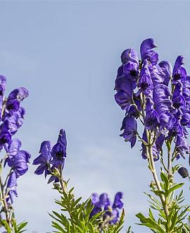 Aconitum carm. 'Arendsii' Pot 9 cm