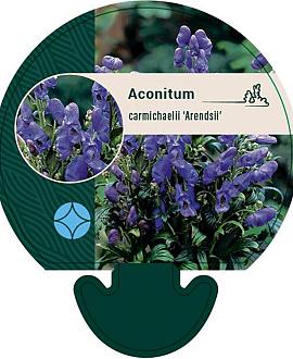 Aconitum carm. 'Arendsii' Pot 9 cm