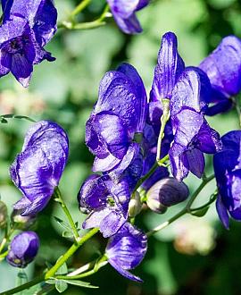 Aconitum henryi 'Spark's Variety' Pot 9 cm