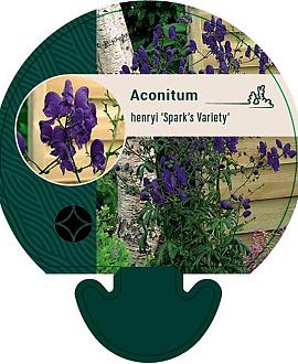 Aconitum henryi 'Spark's Variety' Pot 9 cm