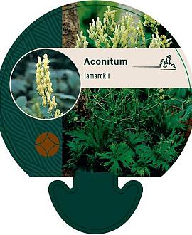 Aconitum lamarckii Pot 9 cm