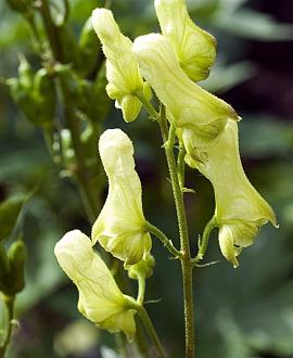 Aconitum lamarckii Pot 9 cm