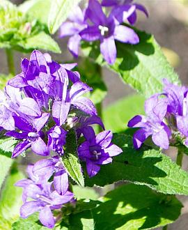 Aconitum napellus Pot 9 cm