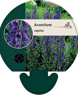 Aconitum napellus Pot 9 cm