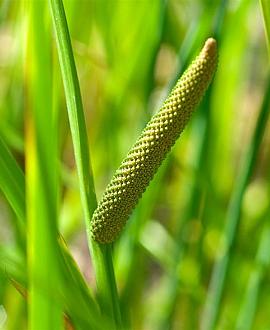 Acorus calamus Pot 9 cm