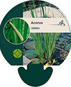 Acorus calamus Pot 9 cm