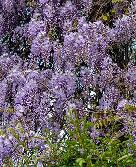 Wisteria sinensis 'Prolific' Pot 2 Liter