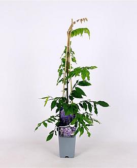 Wisteria sinensis 'Prolific' Pot 2 Liter