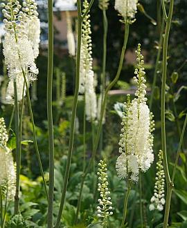 Actaea racemosa cordifolia Pot 9 cm