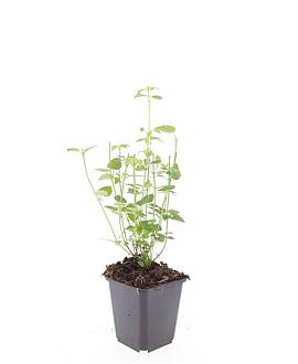 Agastache 'Black Adder' Pot 9 cm