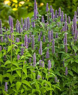Agastache 'Black Adder' Pot 9 cm
