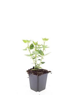 Agastache 'Blue Fortune' Pot 9 cm