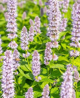 Agastache 'Blue Fortune' Pot 9 cm