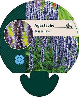 Agastache 'Blue Fortune' Pot 9 cm
