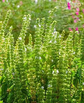 Agastache rugosa 'Alabaster' Pot 9 cm