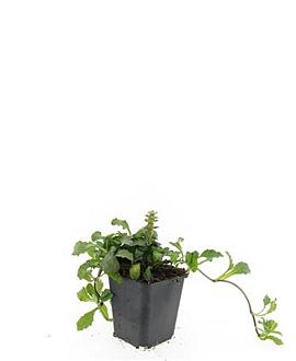 Ajuga reptans Pot 9 cm