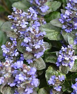 Ajuga reptans Pot 9 cm