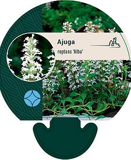 Ajuga reptans 'Alba' Pot 9 cm