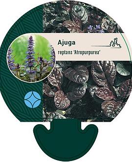 Ajuga reptans 'Atropurpurea' Pot 9 cm