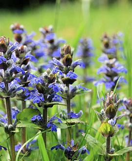 Ajuga reptans 'Atropurpurea' Pot 9 cm