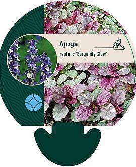 Ajuga reptans 'Burgundy Glow' Pot 9 cm
