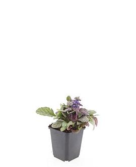 Ajuga reptans 'Burgundy Glow' Pot 9 cm