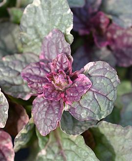 Ajuga reptans 'Burgundy Glow' Pot 9 cm