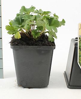 Alchemilla erythropoda Pot 9 cm