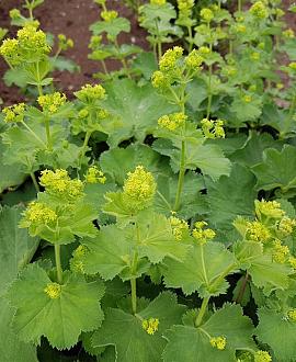 Alchemilla erythropoda Pot 9 cm