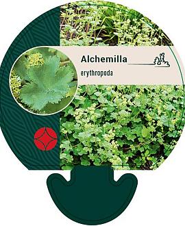 Alchemilla erythropoda Pot 9 cm