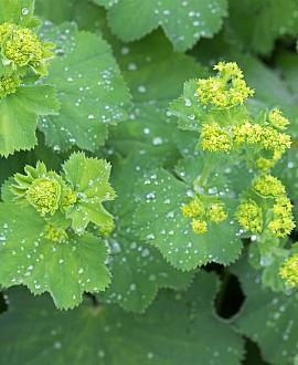 Alchemilla mollis Pot 9 cm