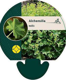 Alchemilla mollis Pot 9 cm