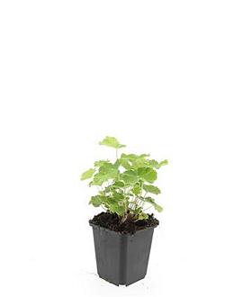 Alchemilla mollis Pot 9 cm