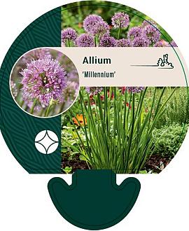 Allium 'Millenium' Pot 9 cm