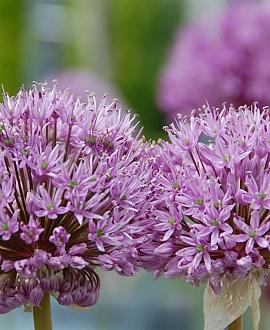Allium 'Millenium' Pot 9 cm